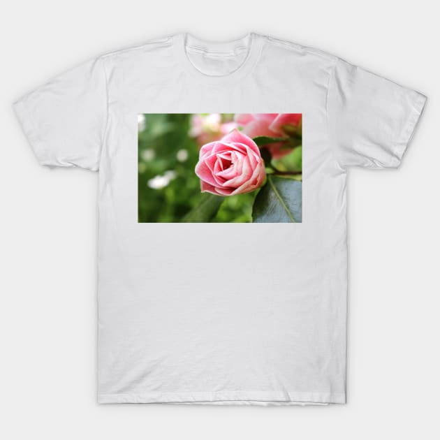 Pink Striped Rose T-Shirt by pinkal